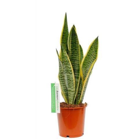 Sansevieria Laurentii - Bogenhanf