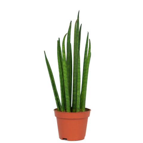 Sansevieria mikado 2