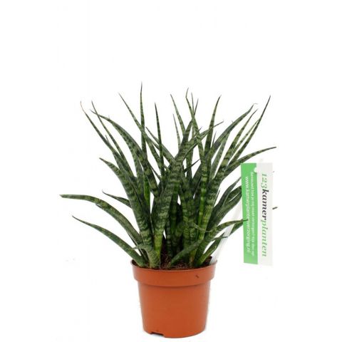 Sansevieria fernwood punk