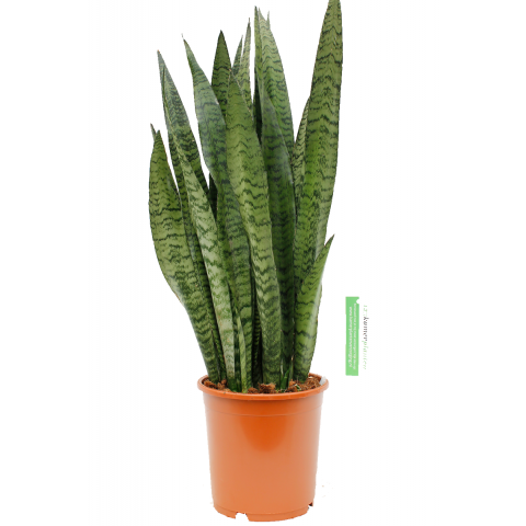 Sansevieria Zeylanica 21cm 