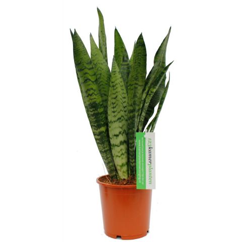 Sansevieria Zeylanica