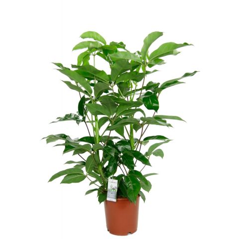 Schefflera amate zimmerpflanze 2