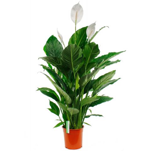 Spathiphyllum Sweet Sebastiano