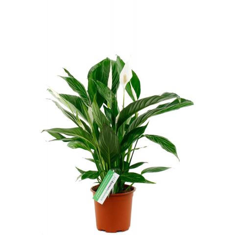 Spathiphyllium-plante-d-interieur