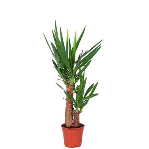 Yucca kamerplant palm