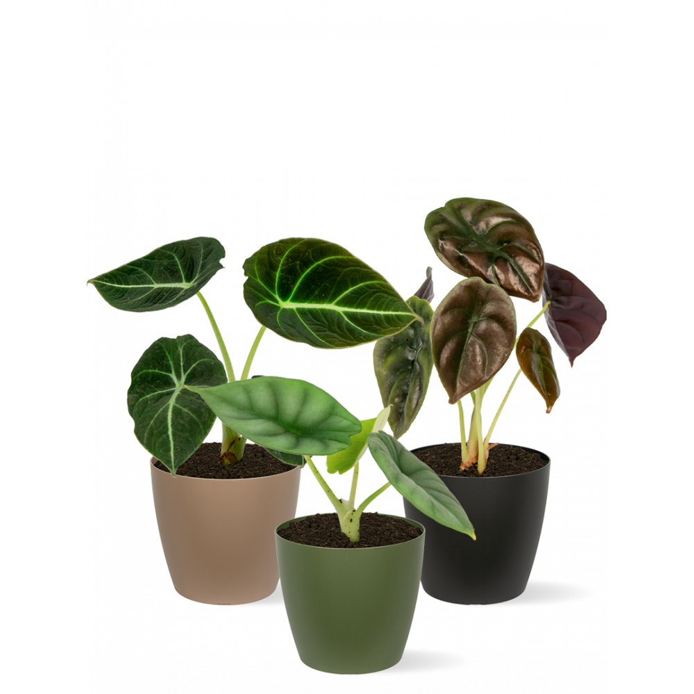 Alocasia-stekjes-mix-